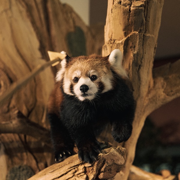 緑豊かな沖縄・名護＆今帰仁で動物とスパに癒されて
