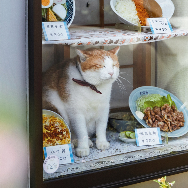 海外からもファン来店！ そば店の親子看板猫・コン＆ペタ郎