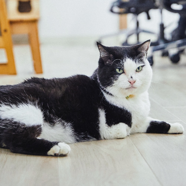 ハンデを物ともせず、福を運んできた会社猫。今日もまったりと社員の仕事ぶりを監視中!?