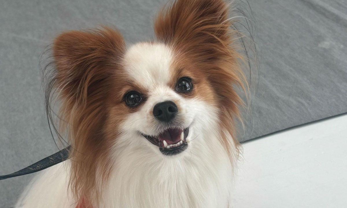 【From Editors】Aぇ! group連載「Aぇ! 男たち」第7回は末澤誠也さん。90年代スタイルの衣装＆末澤さん似のワンちゃんにメロメロ!? な撮影裏話