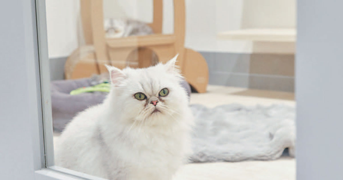 猫主さま専用ページ 上質な心地よさを叶える。ラグジュアリーな猫さま専用ホテルが誕生 | anan