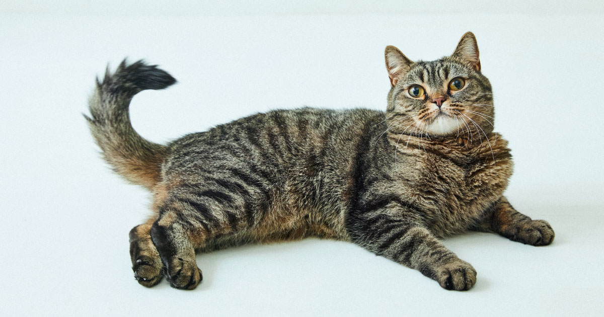 cat_mook260221_zukanm_ogp.jpg