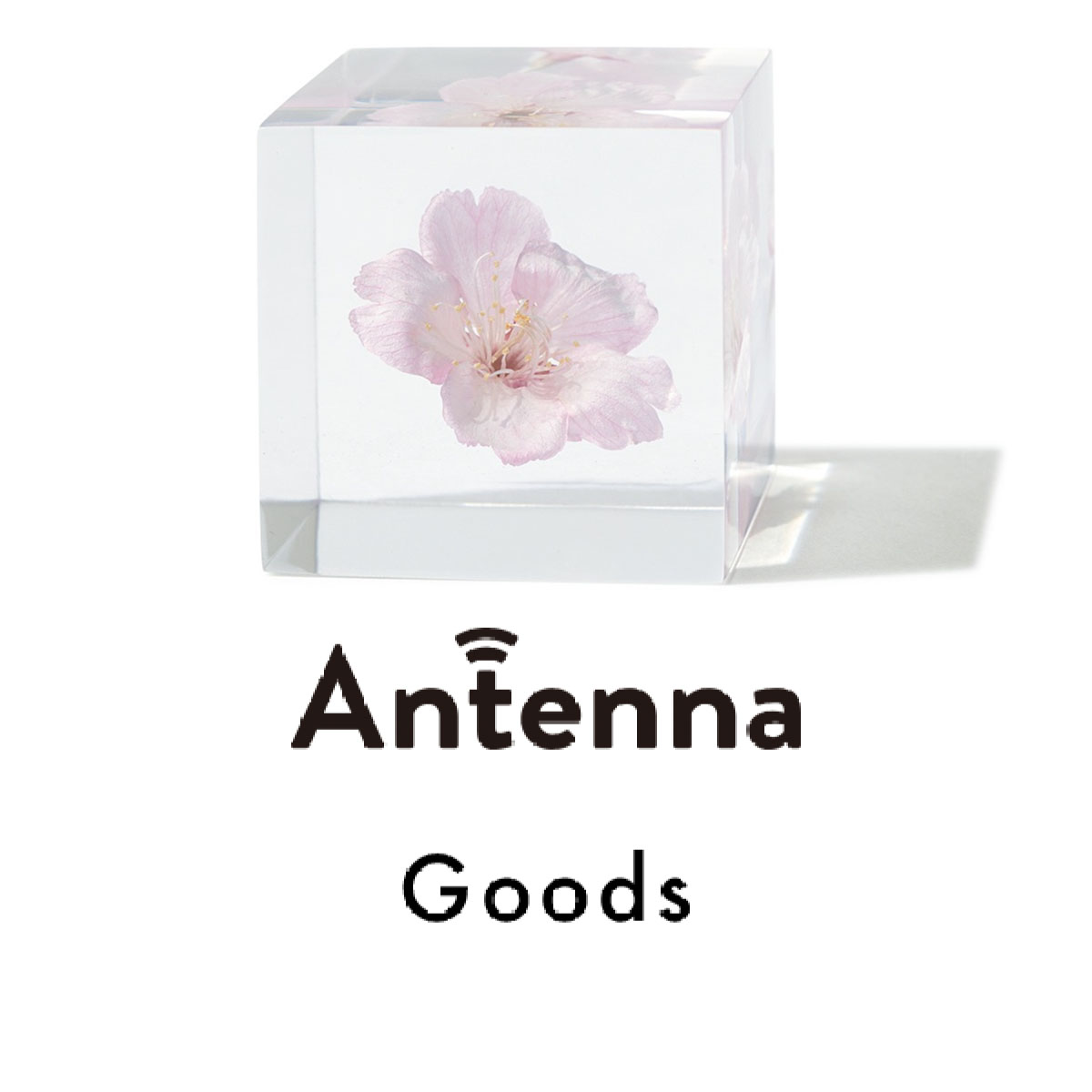 眺めたり、味わったり、香らせたり…淡いピンクに心癒される“桜アイテム”5選