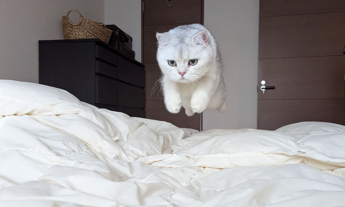 この1枚はこう撮った! MARCOさんが明かす愛猫の撮影テクニック