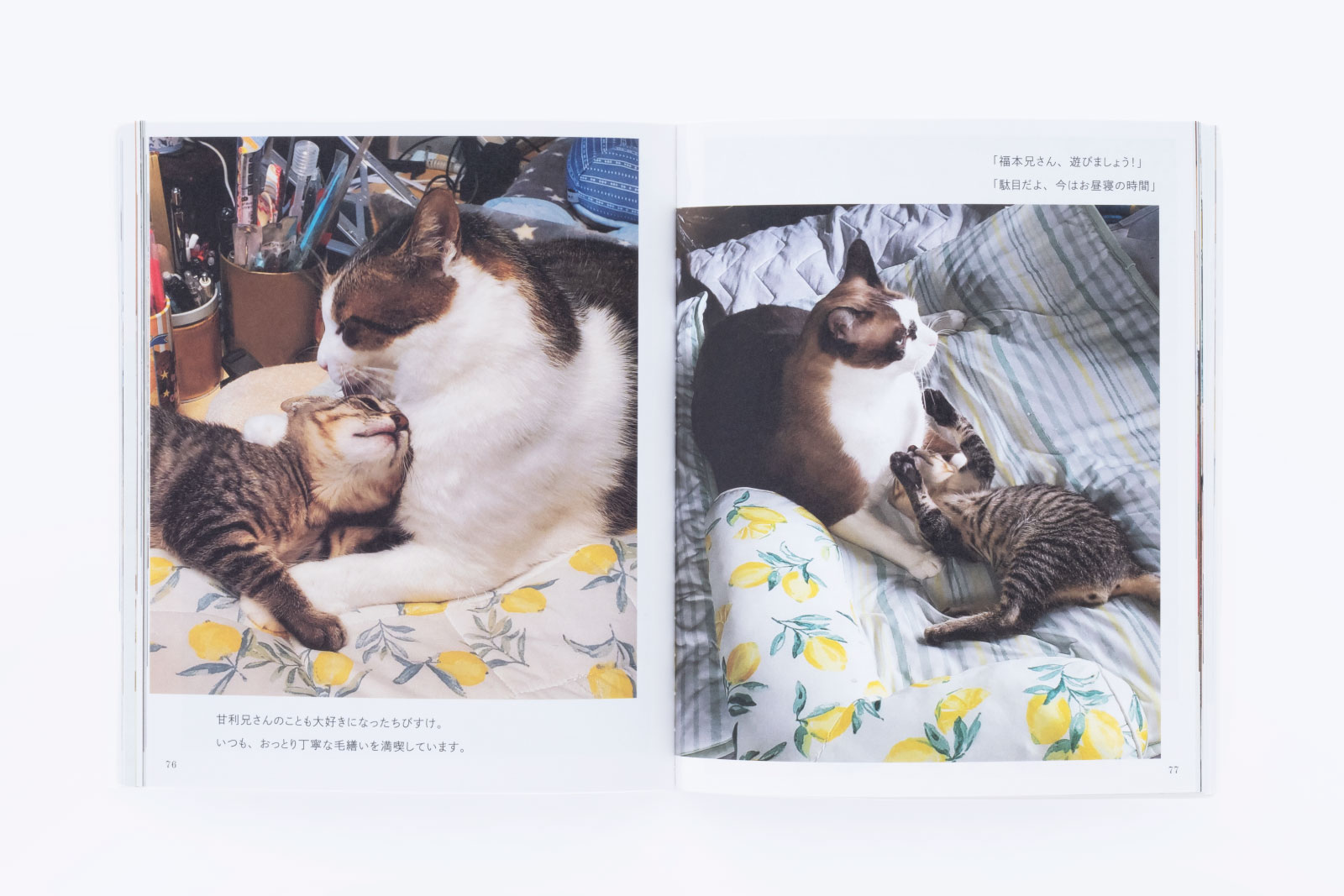 お手本いっぱい猫本の世界！ 専門書店『キャッツ ミャウ ブックス